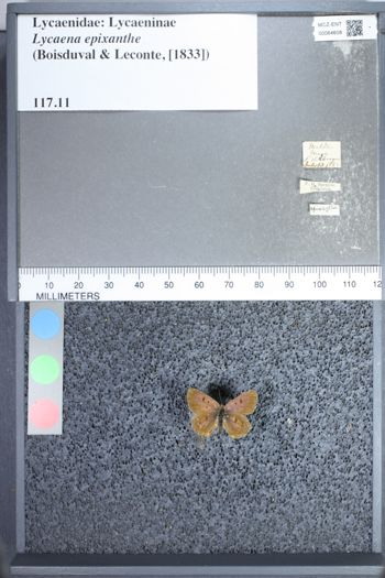 Media type: image;   Entomology 64608